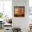 Orange Season-Philippe Sainte-Laudy-Framed Stretched Canvas displayed on a wall