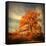 Orange Season-Philippe Sainte-Laudy-Framed Stretched Canvas