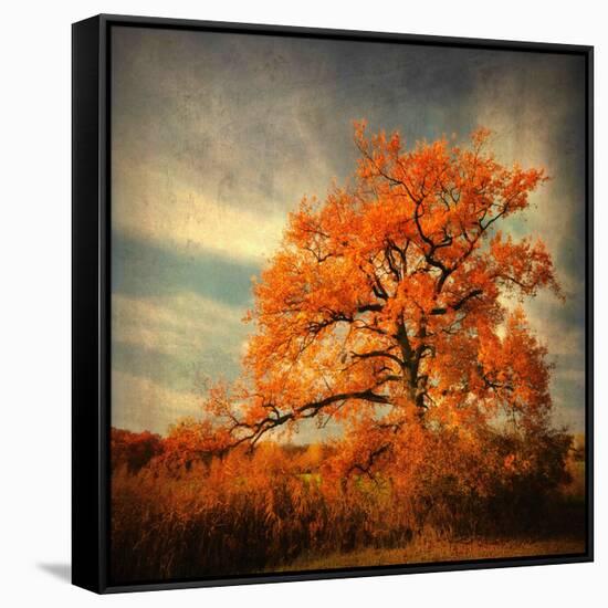 Orange Season-Philippe Sainte-Laudy-Framed Stretched Canvas