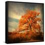Orange Season-Philippe Sainte-Laudy-Framed Stretched Canvas