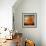 Orange Season-Philippe Sainte-Laudy-Framed Premium Photographic Print displayed on a wall
