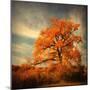 Orange Season-Philippe Sainte-Laudy-Mounted Premium Photographic Print
