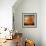 Orange Season-Philippe Sainte-Laudy-Framed Photographic Print displayed on a wall