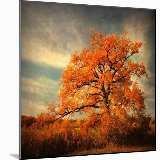 Orange Season-Philippe Sainte-Laudy-Mounted Photographic Print