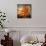 Orange Season-Philippe Sainte-Laudy-Photographic Print displayed on a wall