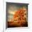 Orange Season-Philippe Sainte-Laudy-Framed Photographic Print