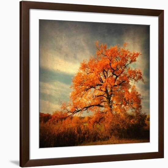 Orange Season-Philippe Sainte-Laudy-Framed Photographic Print