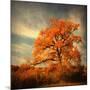 Orange Season-Philippe Sainte-Laudy-Mounted Photographic Print