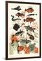 Orange Seaweed Fish, 2015-Eliza Southwood-Framed Giclee Print