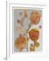 Orange Seed Pods 3-Maria Pietri Lalor-Framed Giclee Print