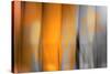 Orange Shades-Andrew Michaels-Stretched Canvas