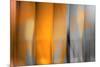 Orange Shades-Andrew Michaels-Mounted Photographic Print