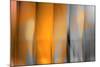 Orange Shades-Andrew Michaels-Mounted Photographic Print