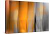 Orange Shades-Andrew Michaels-Stretched Canvas