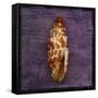 Orange Shell-John W Golden-Framed Stretched Canvas