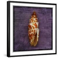 Orange Shell-John W Golden-Framed Giclee Print