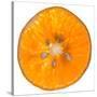 Orange Slice-Steve Gadomski-Stretched Canvas