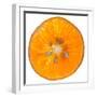 Orange Slice-Steve Gadomski-Framed Photographic Print