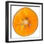 Orange Slice-Steve Gadomski-Framed Premium Photographic Print