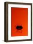 Orange Splash-Steve Gadomski-Framed Photographic Print