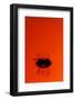 Orange Splash-Steve Gadomski-Framed Photographic Print