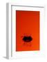 Orange Splash-Steve Gadomski-Framed Photographic Print