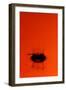 Orange Splash-Steve Gadomski-Framed Photographic Print