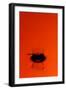 Orange Splash-Steve Gadomski-Framed Photographic Print