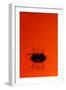 Orange Splash-Steve Gadomski-Framed Photographic Print