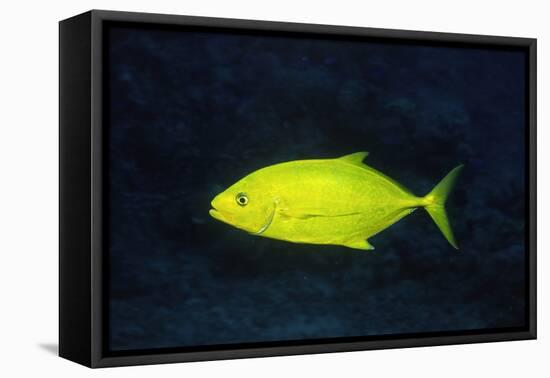 Orange-Spotted Trevally-Hal Beral-Framed Stretched Canvas