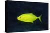 Orange-Spotted Trevally-Hal Beral-Stretched Canvas