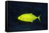 Orange-Spotted Trevally-Hal Beral-Framed Stretched Canvas