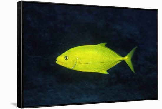 Orange-Spotted Trevally-Hal Beral-Framed Stretched Canvas