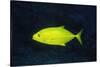 Orange-Spotted Trevally-Hal Beral-Stretched Canvas