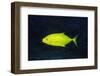 Orange-Spotted Trevally-Hal Beral-Framed Premium Photographic Print