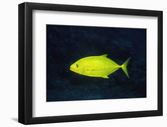 Orange-Spotted Trevally-Hal Beral-Framed Premium Photographic Print