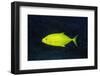 Orange-Spotted Trevally-Hal Beral-Framed Premium Photographic Print