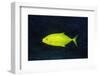 Orange-Spotted Trevally-Hal Beral-Framed Premium Photographic Print