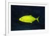 Orange-Spotted Trevally-Hal Beral-Framed Photographic Print