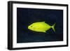 Orange-Spotted Trevally-Hal Beral-Framed Photographic Print