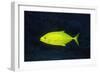 Orange-Spotted Trevally-Hal Beral-Framed Photographic Print