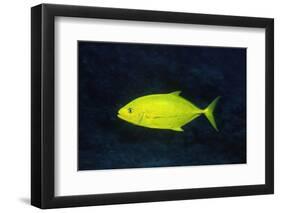 Orange-Spotted Trevally-Hal Beral-Framed Photographic Print