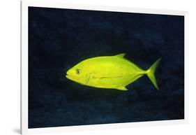 Orange-Spotted Trevally-Hal Beral-Framed Photographic Print