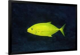 Orange-Spotted Trevally-Hal Beral-Framed Photographic Print