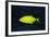 Orange-Spotted Trevally-Hal Beral-Framed Photographic Print