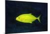 Orange-Spotted Trevally-Hal Beral-Mounted Photographic Print