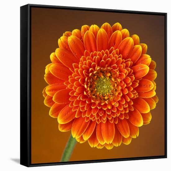 Orange Starburst Gerber With Dew Drops On Brown Background-foodbytes-Framed Stretched Canvas