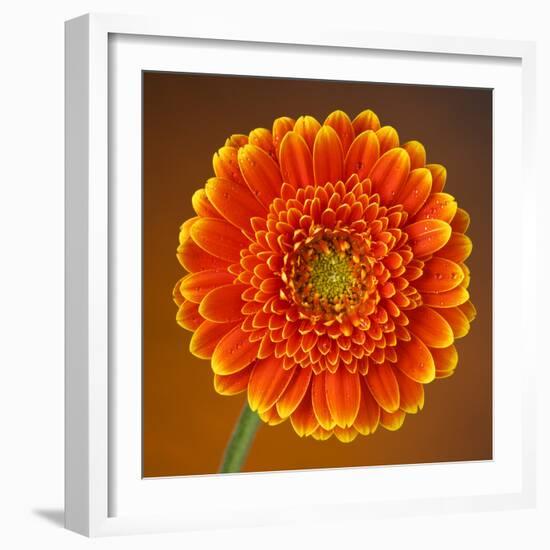 Orange Starburst Gerber With Dew Drops On Brown Background-foodbytes-Framed Photographic Print