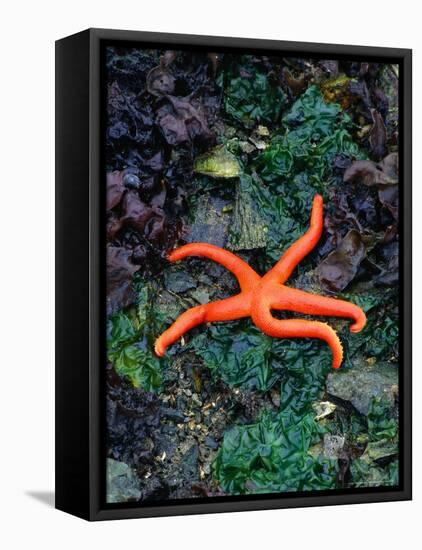 Orange Starfish on Rocks-Amy And Chuck Wiley/wales-Framed Stretched Canvas