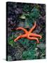 Orange Starfish on Rocks-Amy And Chuck Wiley/wales-Stretched Canvas